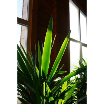 Banana Plants
